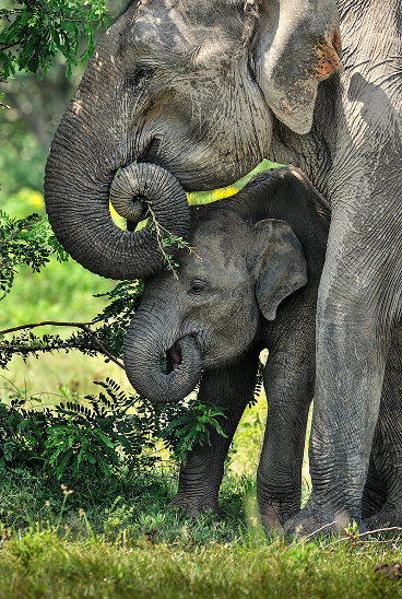Sri Lanka 1